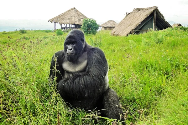3 Days Uganda Gorilla Trekking Safari to Bwindi Impenetrable Forest