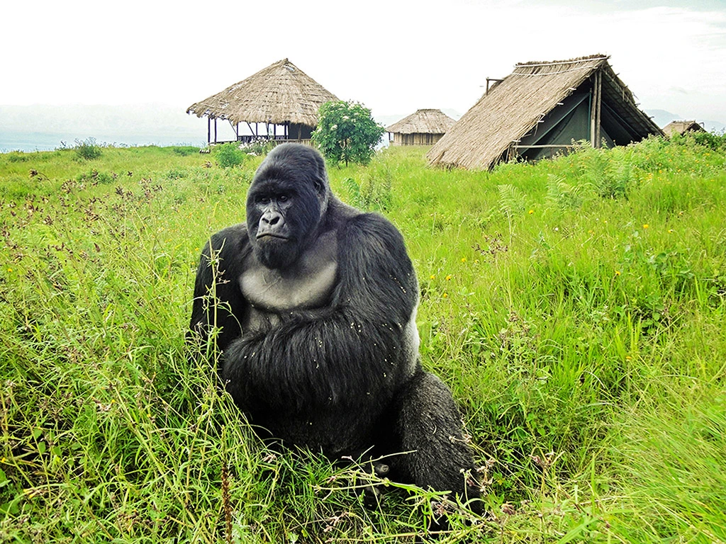 3 Days Uganda Gorilla Trekking Safari to Bwindi Impenetrable Forest
