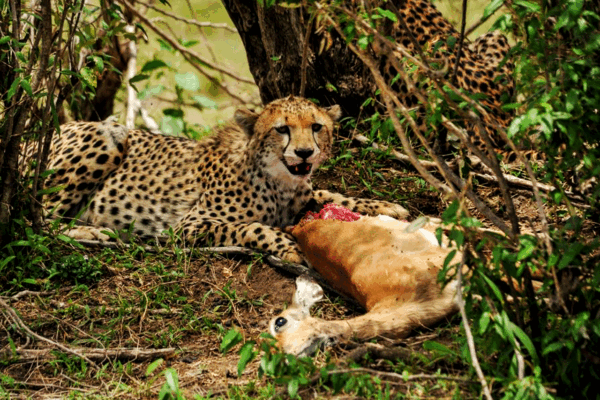 9 Days Uganda Wildlife Safari Experience