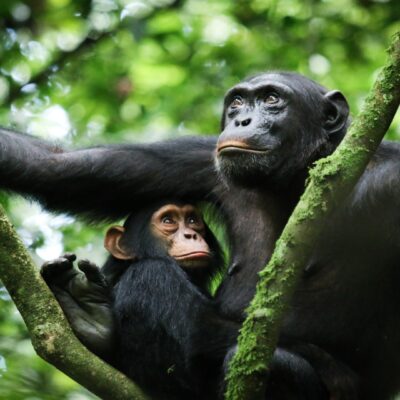 4-Day Chimpanzee Tracking, Karera Falls, and City Tour Mahale National Park