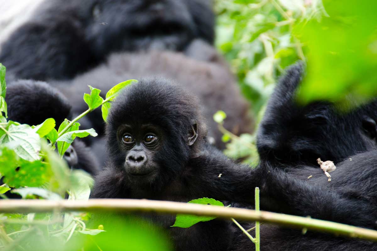 6 Days Uganda Chimps and Gorilla Trekking Safari