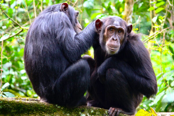 6 Days Rwanda Primates Safari –Gorilla, Golden Monkey & Chimps