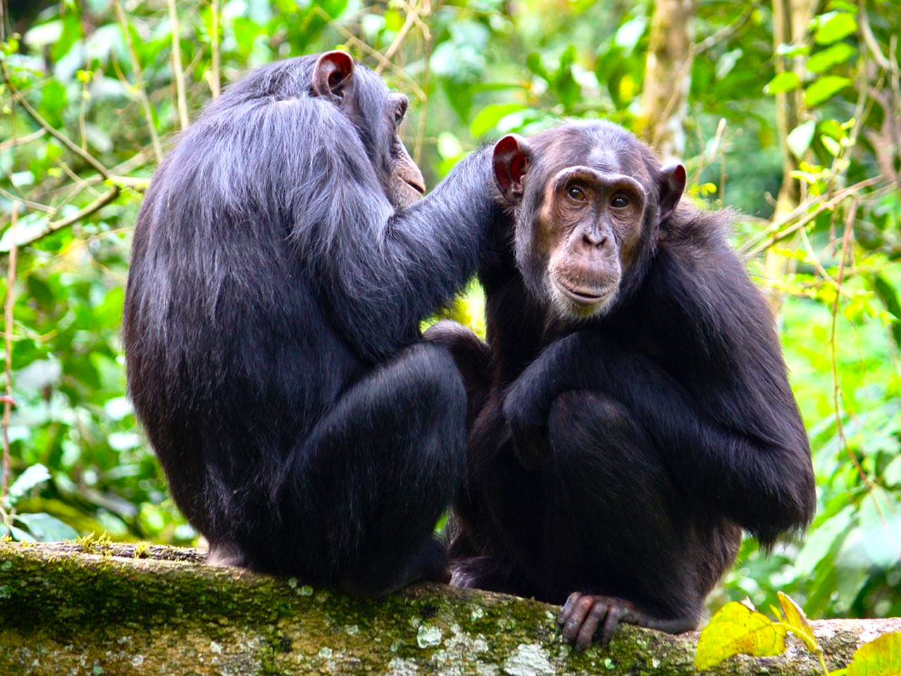 6 Days Rwanda Primates Safari –Gorilla, Golden Monkey & Chimps