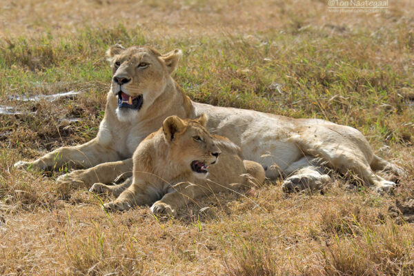 8-Day Kenya Big Five Safari Holiday
