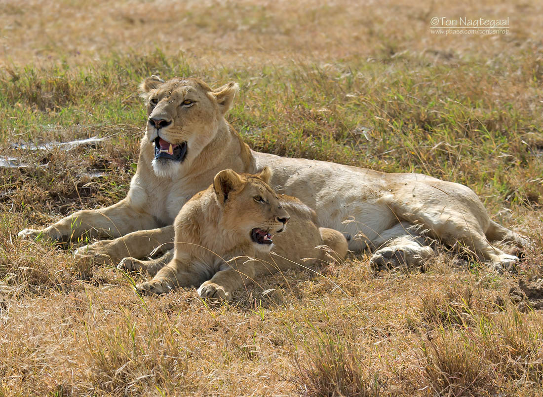 8-Day Kenya Big Five Safari Holiday