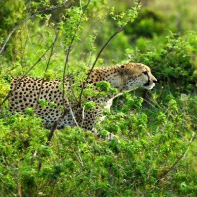 8-Day Kenya Wildlife Safari Holiday