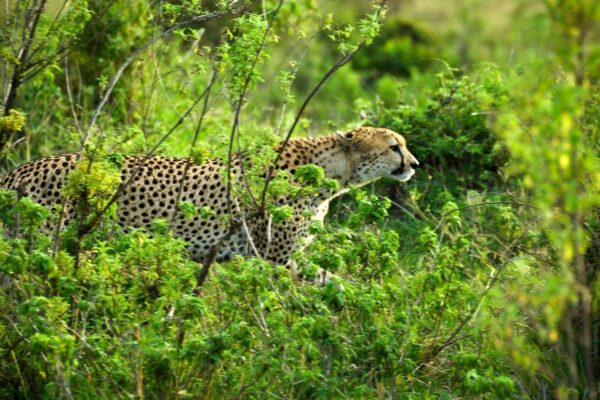 7-Day Kenya Wildlife Safari. 8-Day Kenya Wildlife Safari Holiday