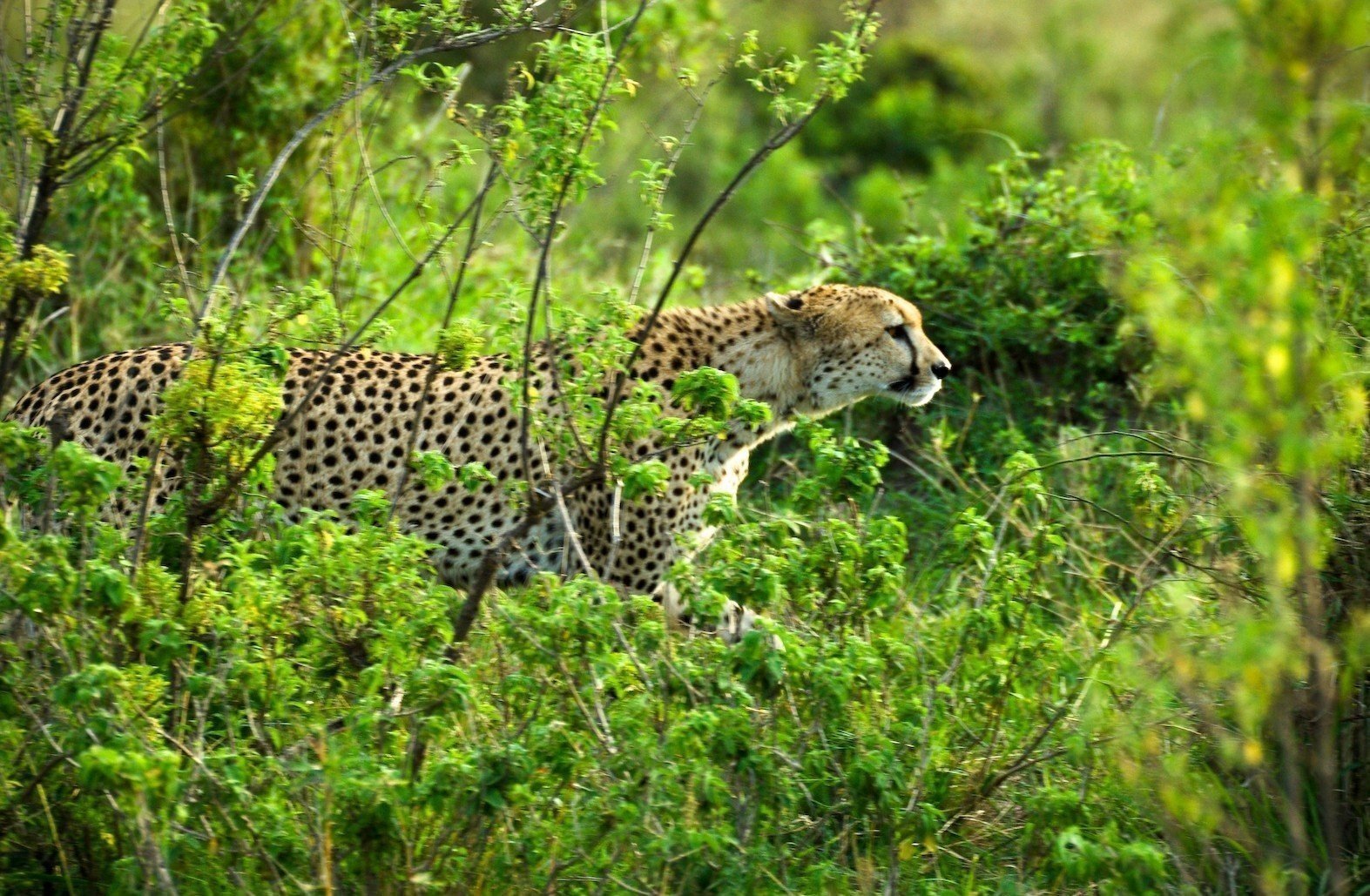 8-Day Kenya Wildlife Safari Holiday