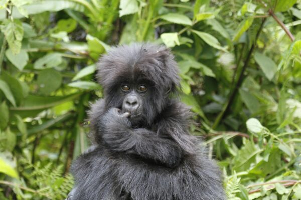 4 Days Bwindi Uganda Gorilla Trekking Safari