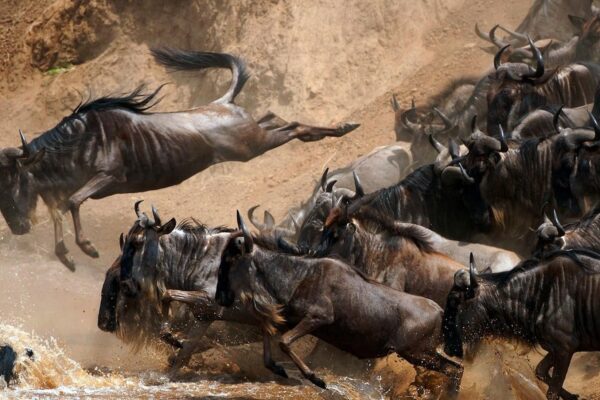 9-Day Ultimate Tanzania Wildlife Safari