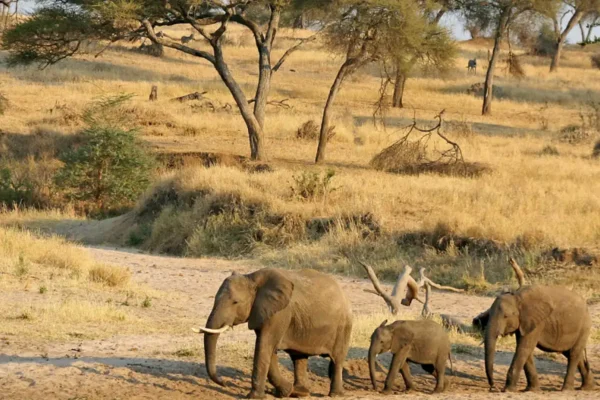 8-Day Tanzania Northern Circuit Safari