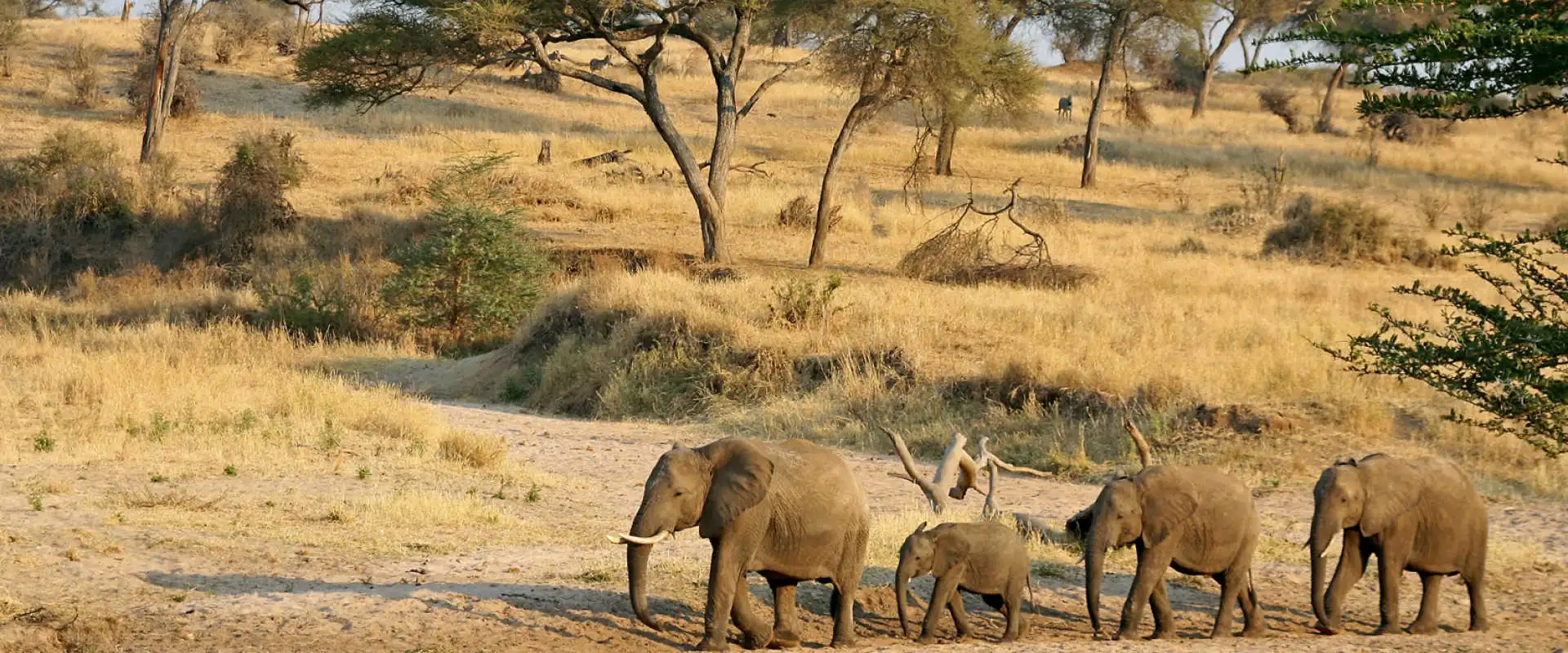 8-Day Tanzania Northern Circuit Safari