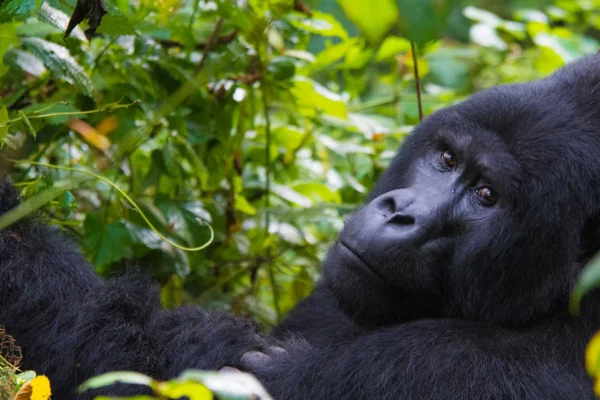 3 Days Uganda Gorilla Trekking Safari from Kigali City