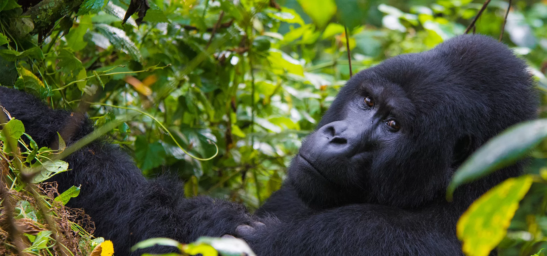 3 Days Uganda Gorilla Trekking Safari from Kigali City