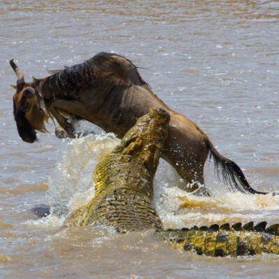 Masai Mara National Reserve