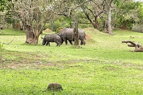 10 Days Uganda Safari Experience