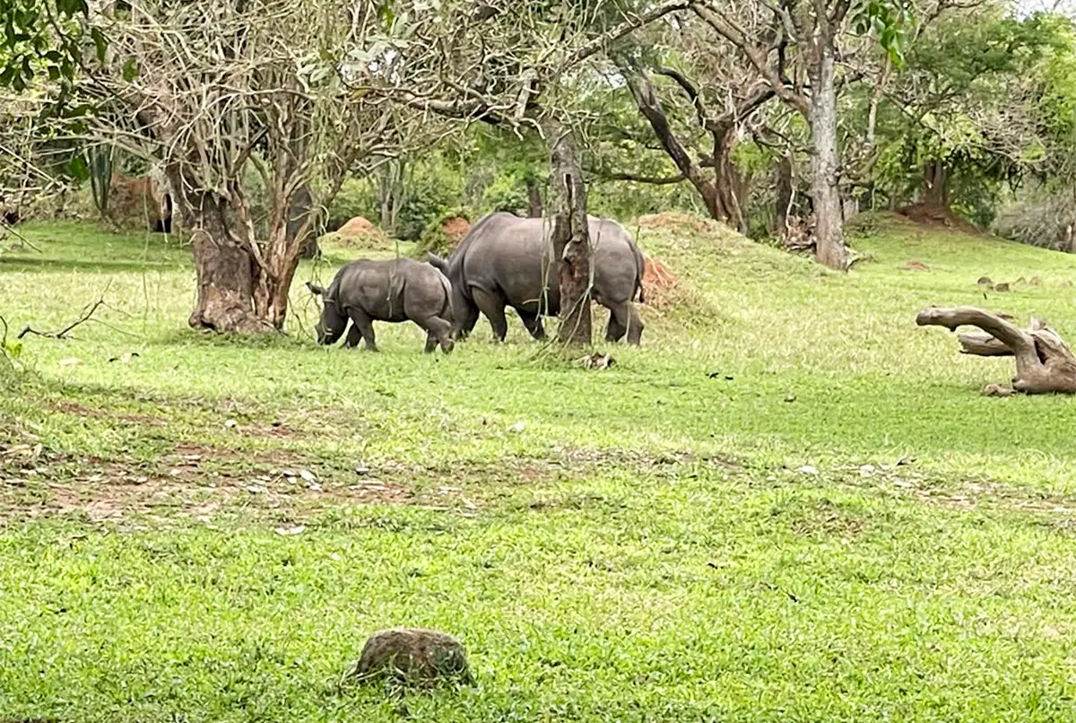 10 Days Uganda Safari Experience