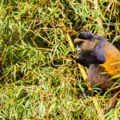 Mgahinga National Park 
