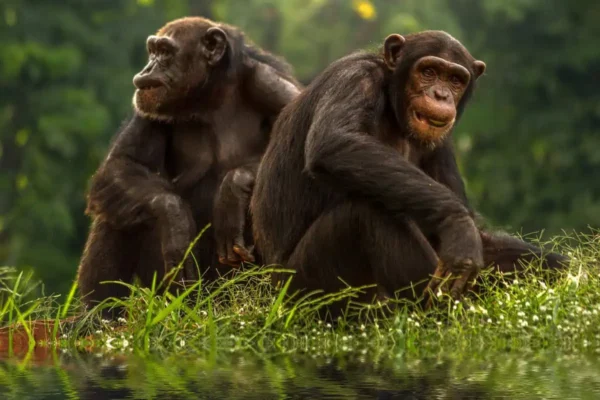 5 Days Uganda Chimpanzee and Gorilla Trekking Safari