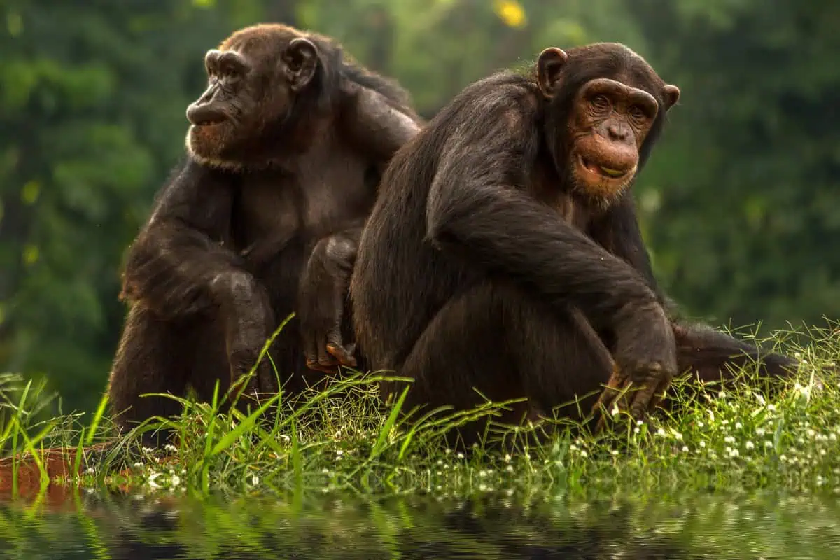 5 Days Uganda Chimpanzee and Gorilla Trekking Safari