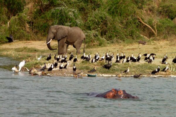 11 Days Uganda Safari Experience