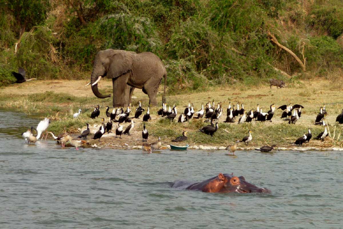 11 Days Uganda Safari Experience