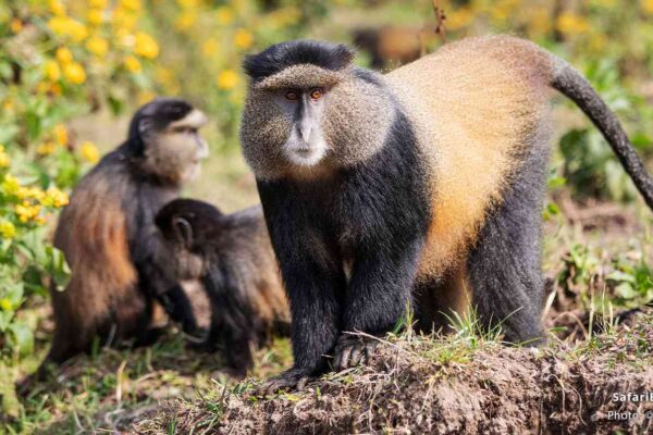 3 Days Rwanda Golden Monkey & Gorilla Trekking Safari