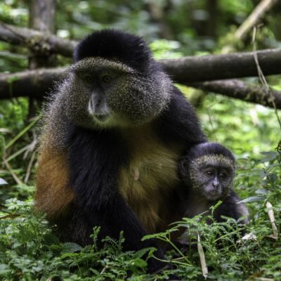 Gishwati National Park