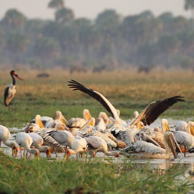 Katavi_National_Park_Pelicans_20 (1) Katavi National Park