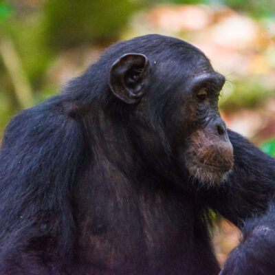 Kibale National Park