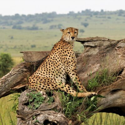 Kidepo Valley National Park