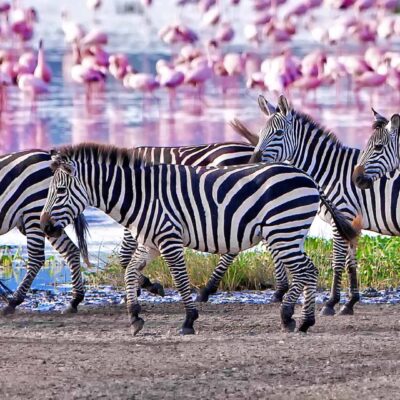 Lake-Manyara-National-Park- Lake Manyara National Park