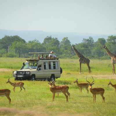 Mikumi National Park Mikumi National Park