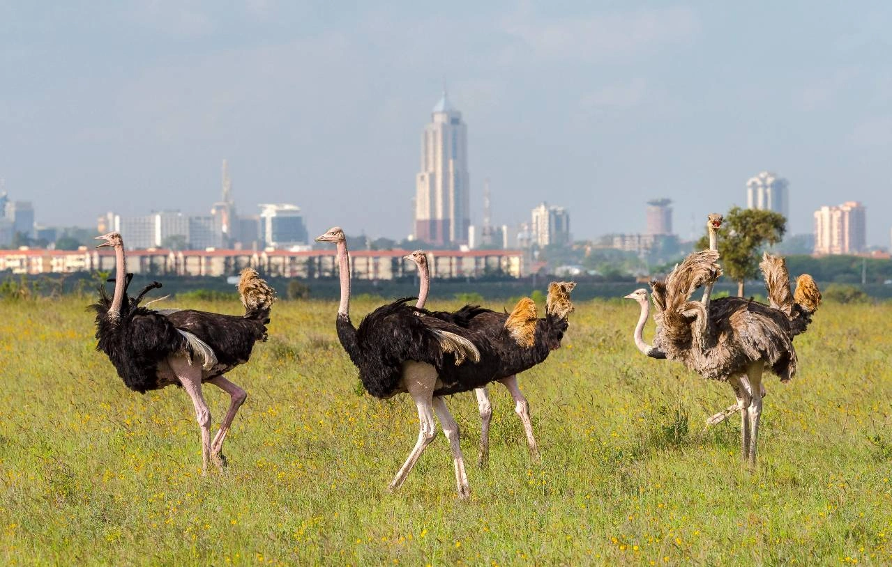 7-Day Kenya Wildlife Safari Holiday