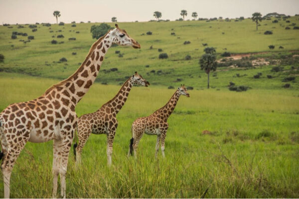 Primates-and-wildlife 7-Day Budget Kenya Wildlife Safari