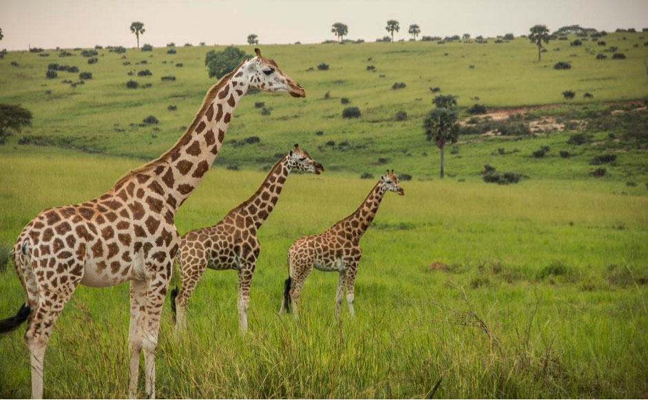 7-Day Budget Kenya Wildlife Safari