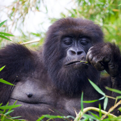 Rwanda National Parks