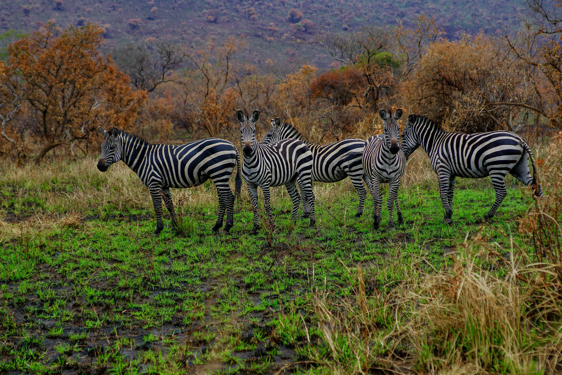 5 Days Uganda & Rwanda Safari