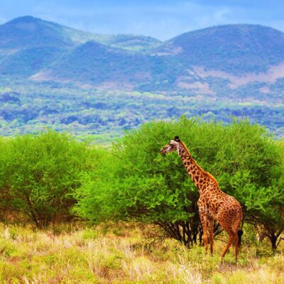 Tsavo National Parks