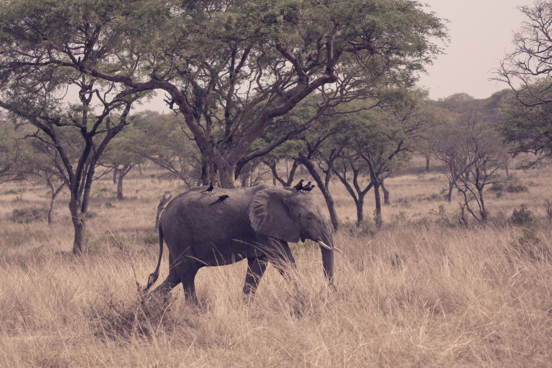 5-Day Kenya Adventure Safari Holiday Itinerary