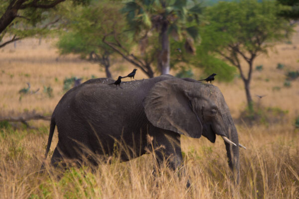 7 Days Rwanda Experiential Safari – Wildlife, Primates & Cultural Journey