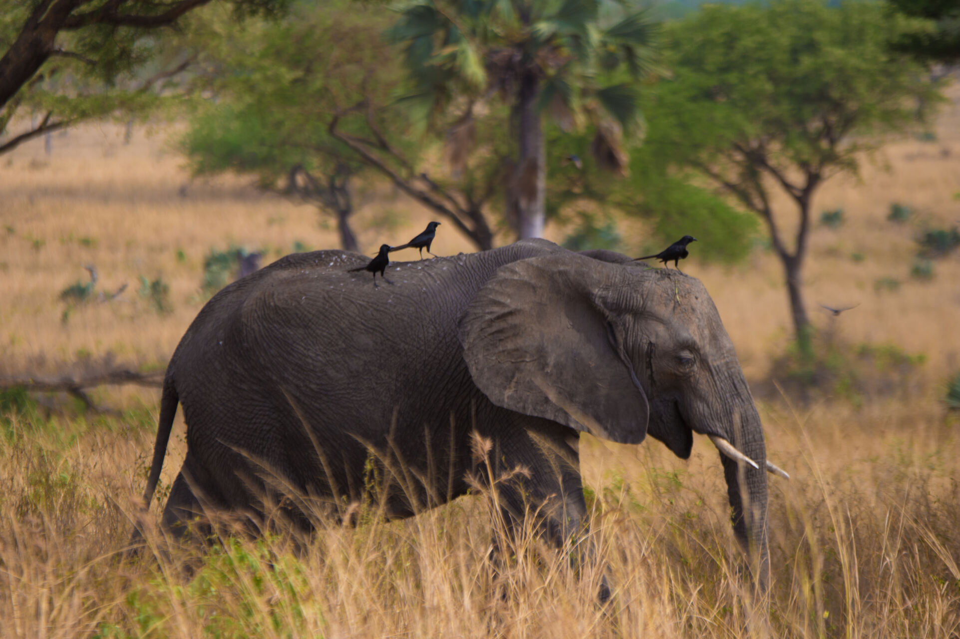 7 Days Rwanda Experiential Safari – Wildlife, Primates & Cultural Journey