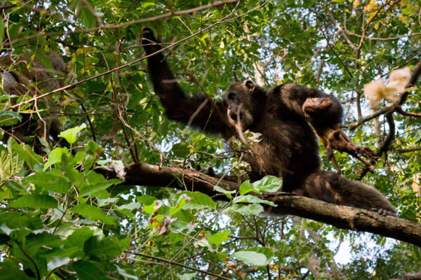 5 Days Rwanda Primates Safari – Gorilla Trekking and Chimpanzee Tracking