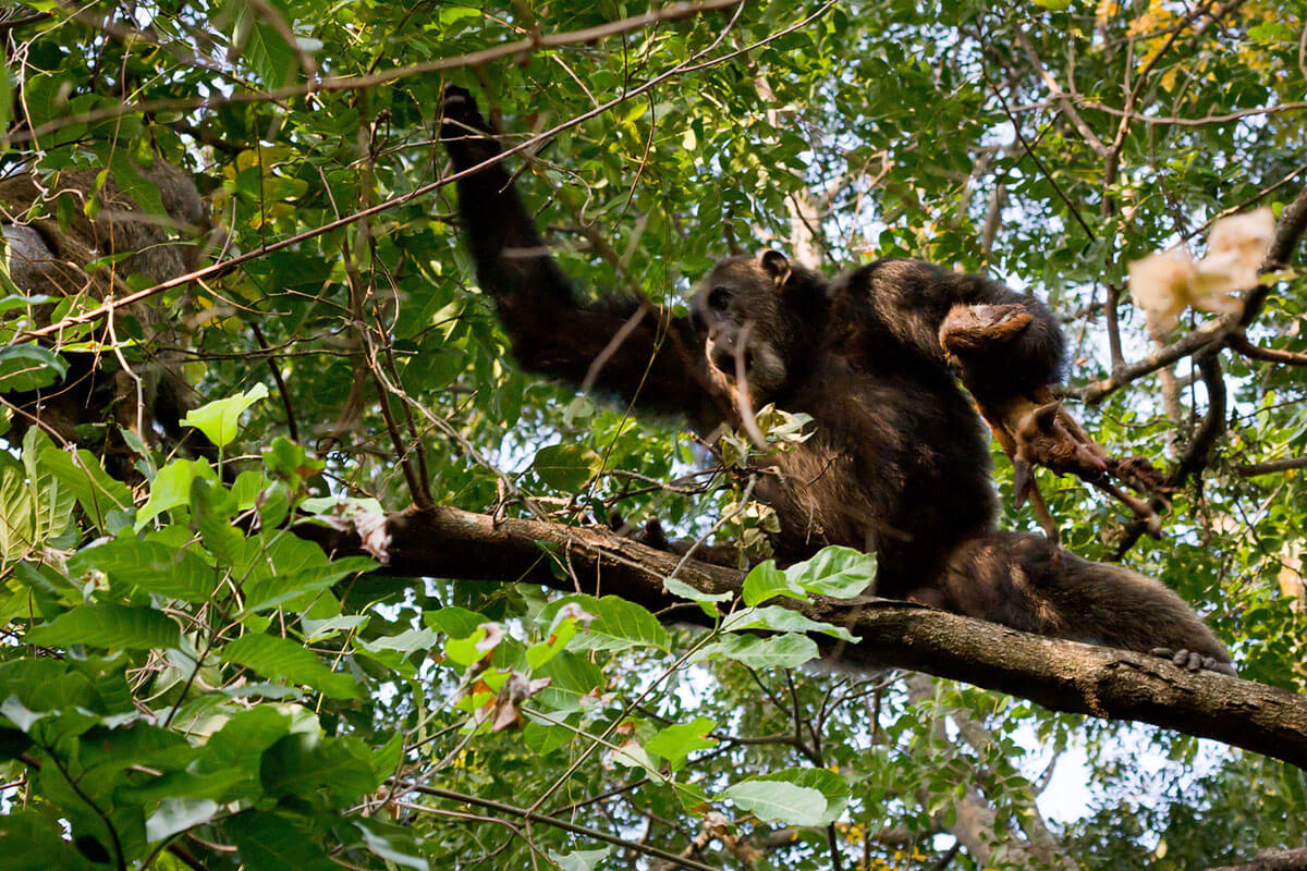 5 Days Rwanda Primates Safari – Gorilla Trekking and Chimpanzee Tracking