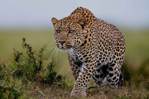 Long Tanzania Safaris