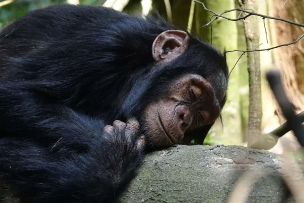7 Days Uganda Chimpanzee, Wildlife, and Gorilla Trekking Safari