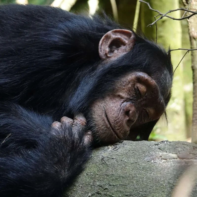7 Days Uganda Chimpanzee, Wildlife, and Gorilla Trekking Safari