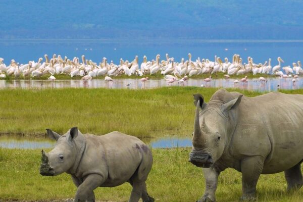 nakuru-national-park 7-Day Kenya Big Five Safari Holiday