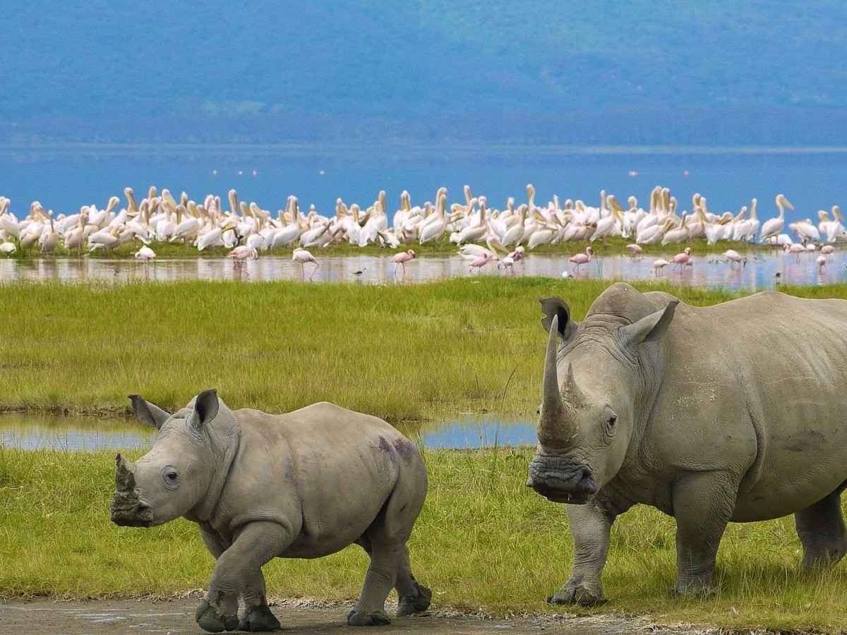7-Day Kenya Big Five Safari Holiday