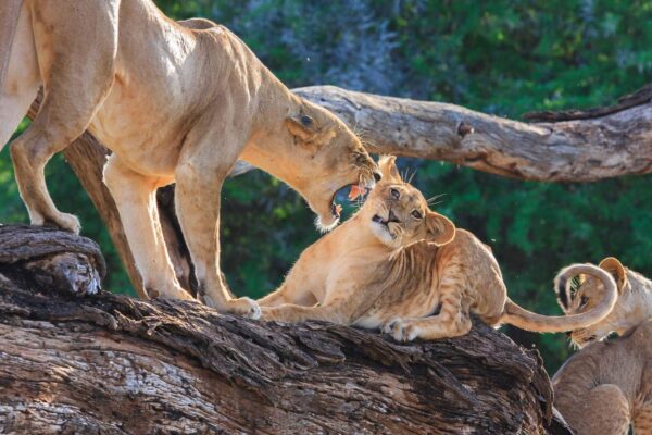 6-Day Kenya Wildlife Safari Holiday Itinerary